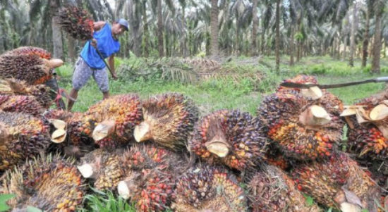 Kelapa Sawit memberi sumbangsi besar terhadap pendapatan negara di bidang ekspor (indonesia.go.id)