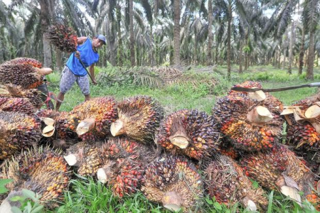 Kelapa Sawit memberi sumbangsi besar terhadap pendapatan negara di bidang ekspor (indonesia.go.id)