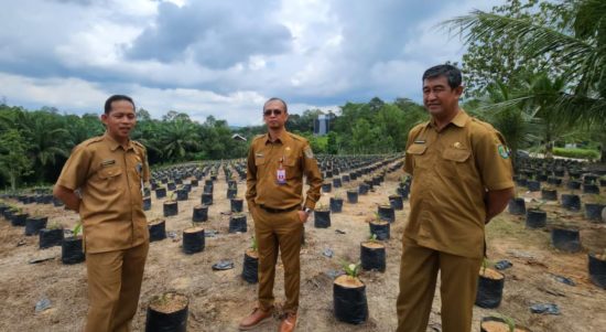 Kepala Dinas Perkebunan Kalimantan Timur Ahmad Muzakkir bersama UPTD meninjau lokasi pembibitan di Kutai Kartanegara (dok: Tekapekaltim)