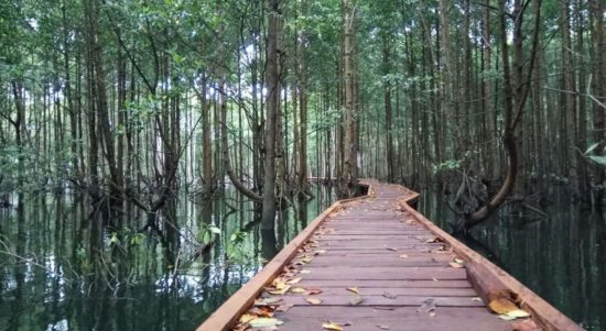 Bontang Mangrove Park (Kementrian Lingkungan Hidup dan Kehutanan)