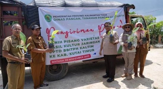 Pelepasan benih pisang orisinal Kaltim (dok: adpimprovkaltim)