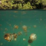 Keindahan Bawah Laut Kepulauan Derawan. (Indonesia Travel)