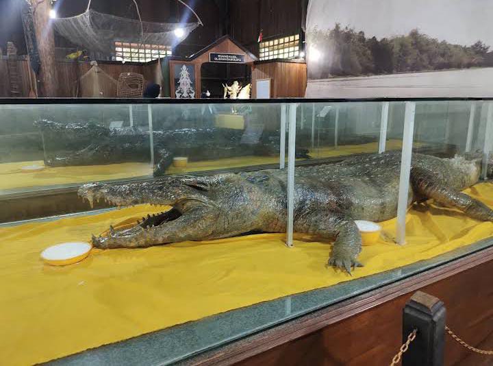 Buaya yang diawetkan jadi daya tarik tersendiri bagi Museum Kayu Tuah Himba. (Gmaps: Andra Bahtiar)