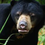 Beruang Madu yang dilindungi di KWPLH Balikpapan, Kalimantan Timur. (KWPLH Balikpapan)