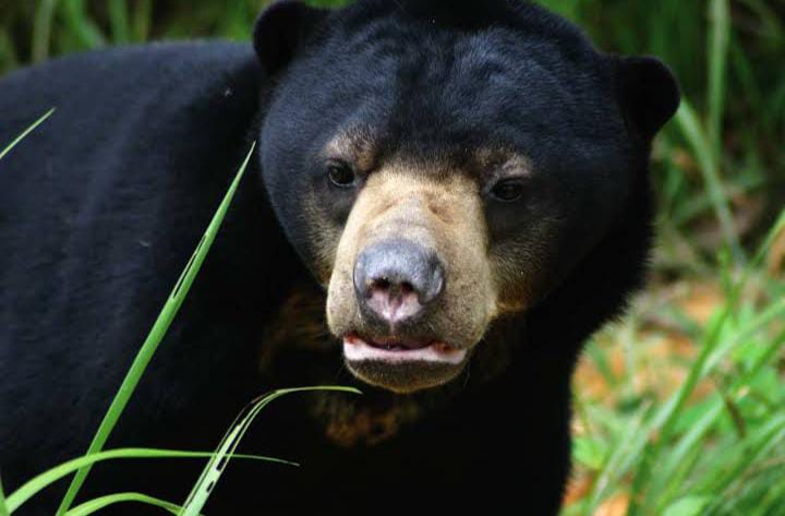 Beruang Madu yang dilindungi di KWPLH Balikpapan, Kalimantan Timur. (KWPLH Balikpapan)