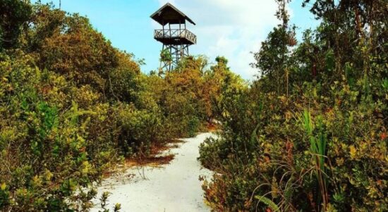 Cagar Alam Kersik Luway, habitat asli Flora dan Fauna khas Pulau Kalimantan. (ariezakaria.az)