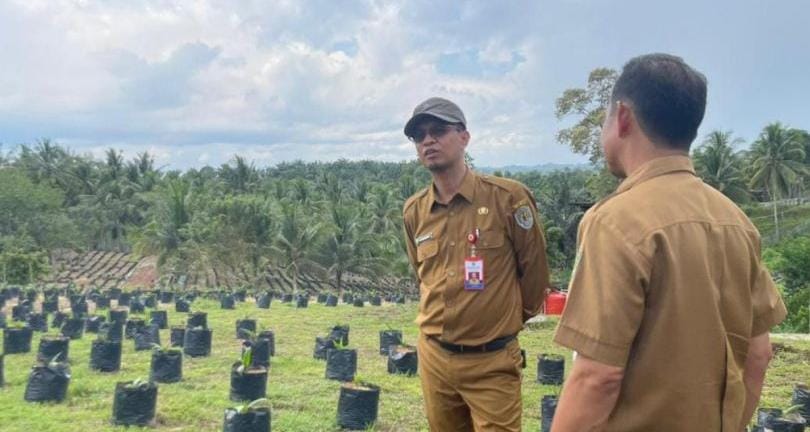 Kepala Dinas Perkebunan Kalimantan Timur saat melakukan kunjungan di kawasan pembibitan kelapa sawit