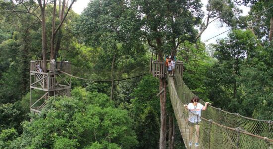 Bukit Bangkirai. (Indonesia Kaya)