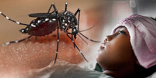 Kasus Demam Berdarah Dengue (DBD) Kembali Melonjak di Kota Bontang