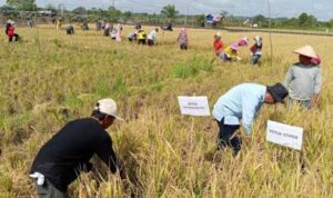 Sektor Pertanian di Kutim (dok:prokutim)