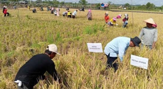 Sektor Pertanian di Kutim (dok:prokutim)