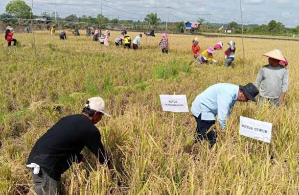 Sektor Pertanian di Kutim (dok:prokutim)