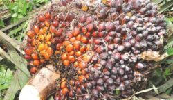 Kepala Sawit (foto: ist)