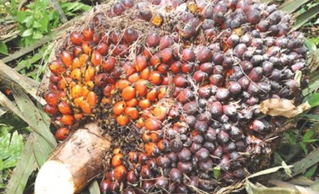 Kepala Sawit (foto: ist)